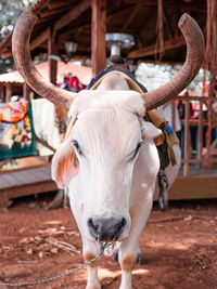 Portrait of cow