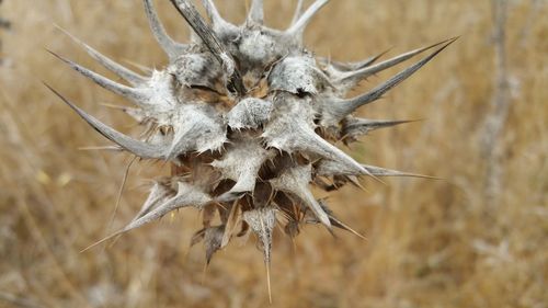 Close-up of dried thistle plant on golden autumn field