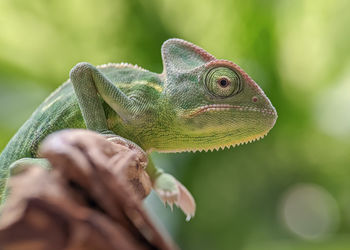 Close-up of lizard