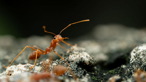 Close-up of insect on rock