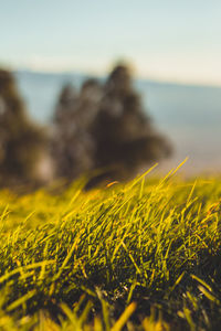 Close-up of yellow grass on beach against sky