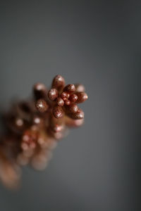 Close-up of hand holding berries over black background