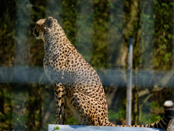 Close-up of a cat looking away in forest