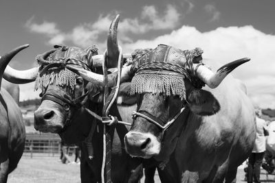 Oxen in black and white