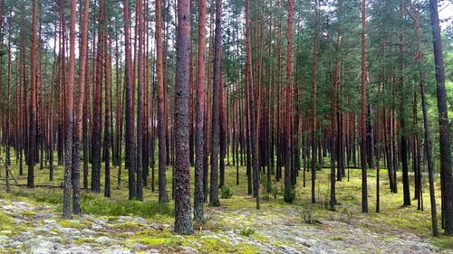 Trees in forest