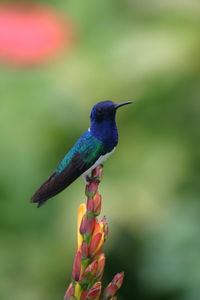 Hummingbird on orange flowers