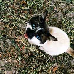 Dog standing on grass