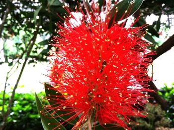 Close-up of red flower