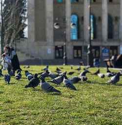 Flock of pigeons on grass