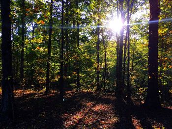 Trees in forest