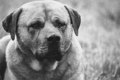 Close-up portrait of dog