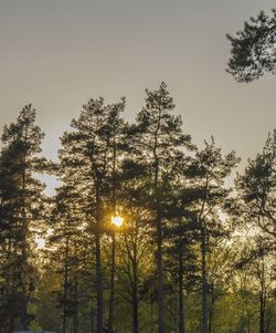 Low angle view of trees