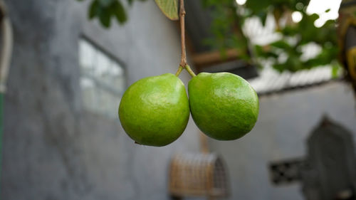 Close-up of fruits hanging on tree