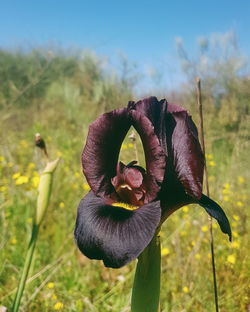 Close-up of flowering plant on field