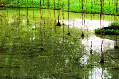 Ducks swimming in lake