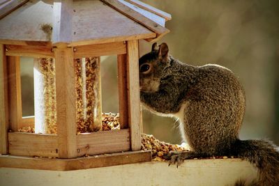 Close-up of squirrel sitting on wood eating at bied feeder