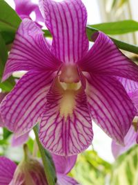 Close-up of pink flower