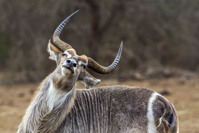 Waterbuck standing in forest