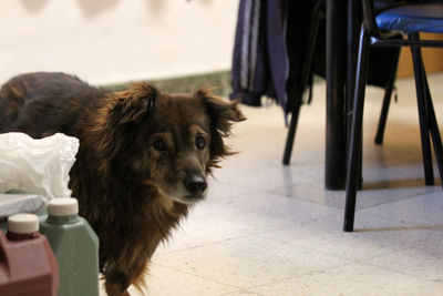 Portrait of dog sitting on chair at home