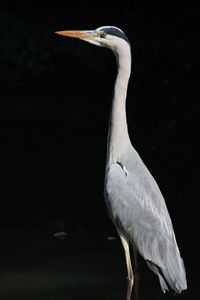 Grey heron in lake