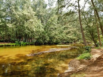 Scenic view of lake in forest