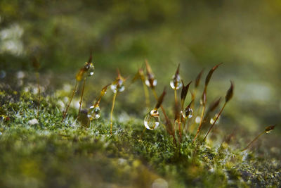 Close-up of plants on field