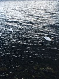 High angle view of seagull swimming in sea