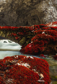 Close-up of red water