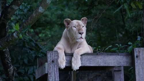 A tiger sitting on a tree