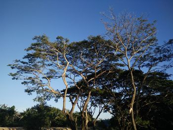 Low angle view of trees against clear blue sky