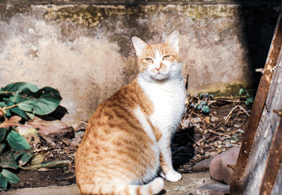 Portrait of cat sitting by wall