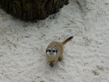 High angle view of an animal on land