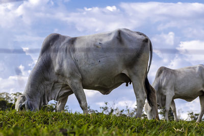 Zebu nellore cow in the pasture area of a beef cattle farm in brazil