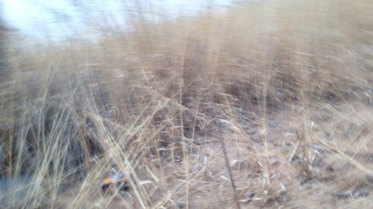 full frame, backgrounds, close-up, nature, tranquility, growth, natural pattern, dry, selective focus, day, plant, no people, pattern, outdoors, field, grass, textured, beauty in nature, water, high angle view