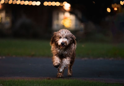 Close-up of dog running
