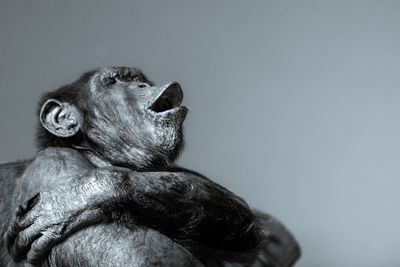 Close-up of chimpanzee against clear sky