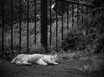 Cat lying on the ground