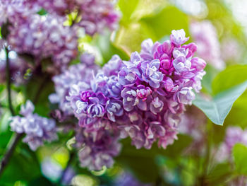 Close-up of pink flowers blooming outdoors