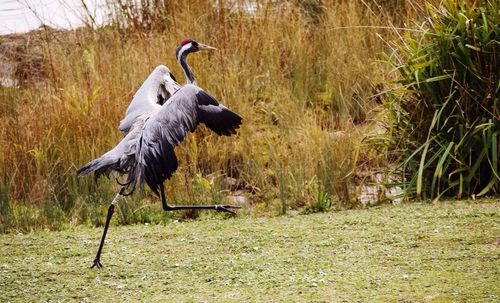 Close-up of bird walking on grassy field