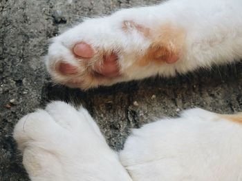 Close-up of white dog