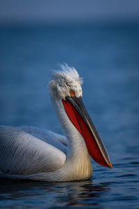 pelican