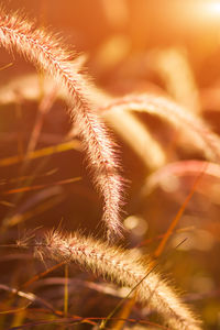 Close-up of stalks in field