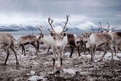 Deer on field during winter