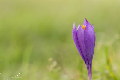 Close-up of purple crocus blooming outdoors