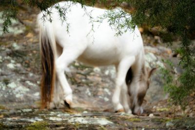 Close-up of horse standing on field