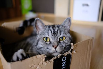 Portrait of cat in box