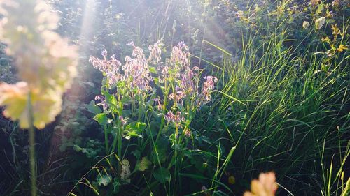 Close-up of plants against blurred background