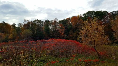 Trees in forest against sky during autumn