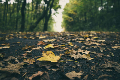 Close-up of fallen leaves on road in forest