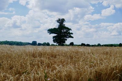 Scenic view of field against sky